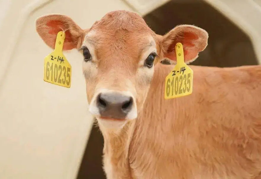 如何精准饲养娟姗犊牛