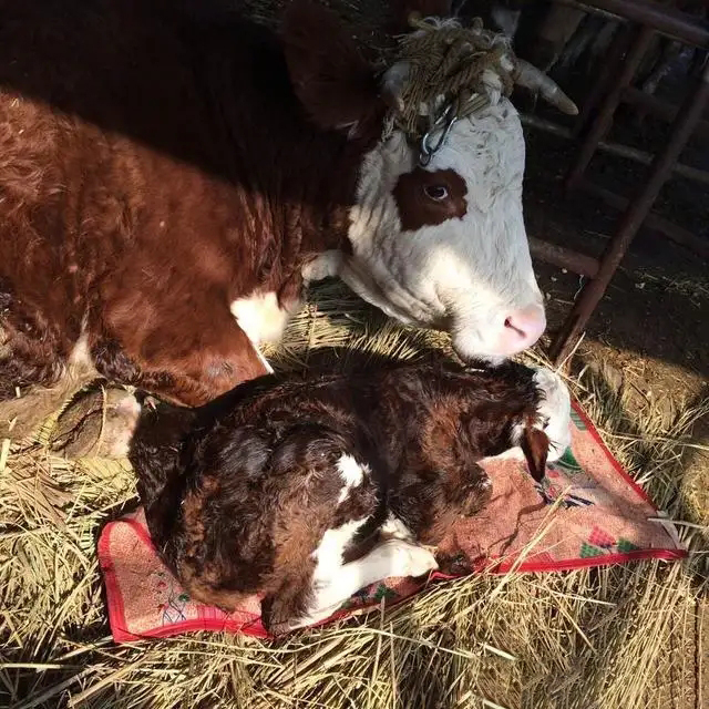 如何精准判断母牛分娩时间