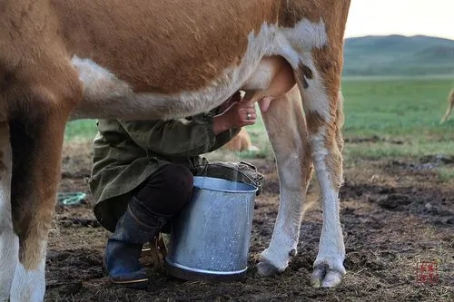 如何精准饲喂娟姗母牛