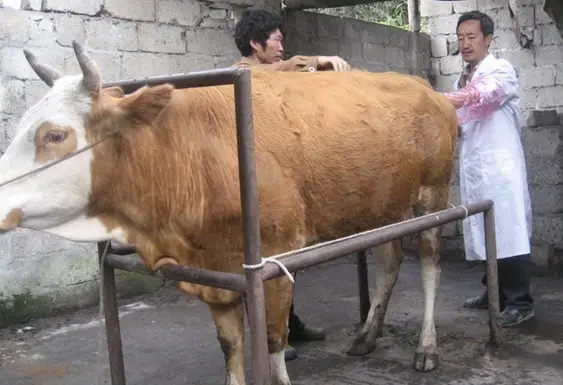 鉴定母牛发情的方法四（直肠检查法）