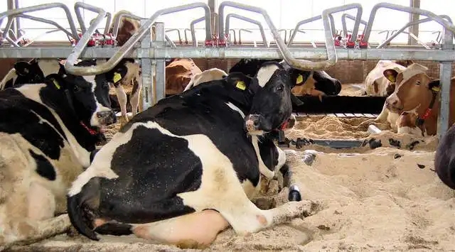 母牛奶牛得了产后瘫，这四招帮你解决！--健荷专注反刍动物营养二十年