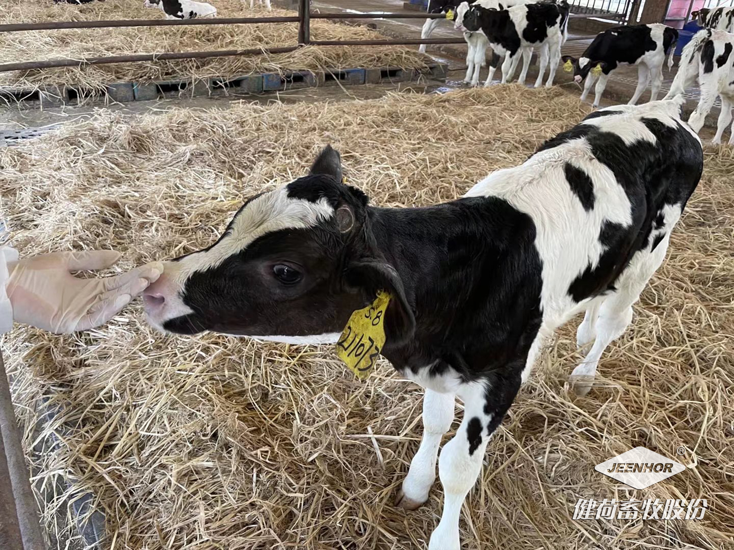 犊牛早期断奶技术--健荷专注母畜幼畜营养健康二十年