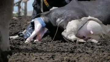 母牛总是掉犊流产，到底怎么一回事--健荷关注母畜幼畜营养健康二十年