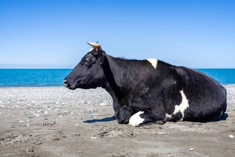 看了这篇干货，你才了解母牛为什么不发情--健荷关注母畜幼畜营养健康二十年