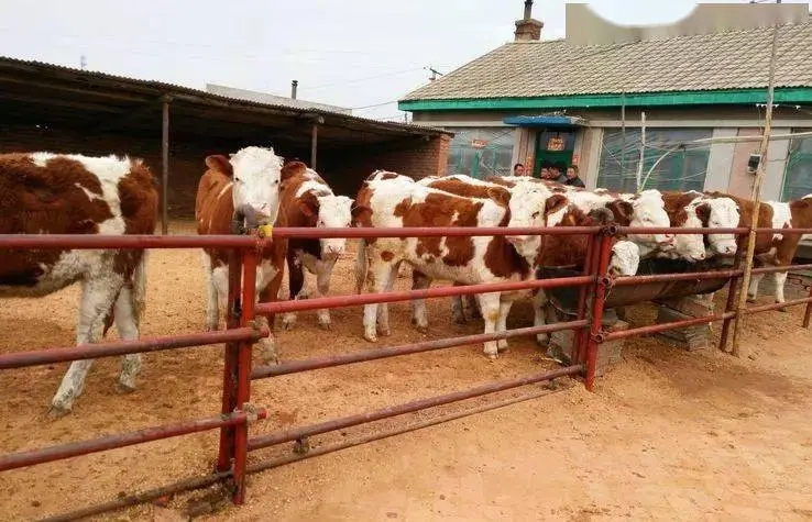 母牛发情不规则，原来是这些原因导致的--健荷关注母畜幼畜营养健康二十年