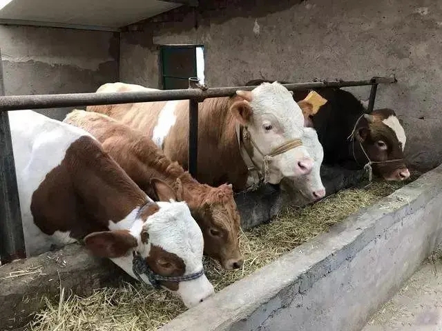 母牛分泌异常究竟怎么回事，给您解答。--健荷关注母畜幼畜营养健康二十年