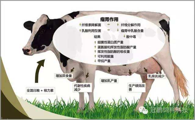 保持奶牛瘤胃健康的秘诀