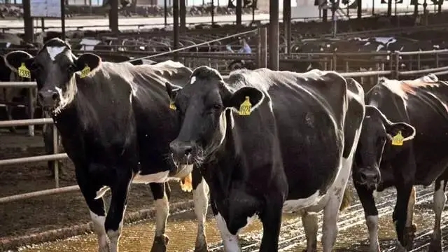 奶牛适时助产你做到了吗？