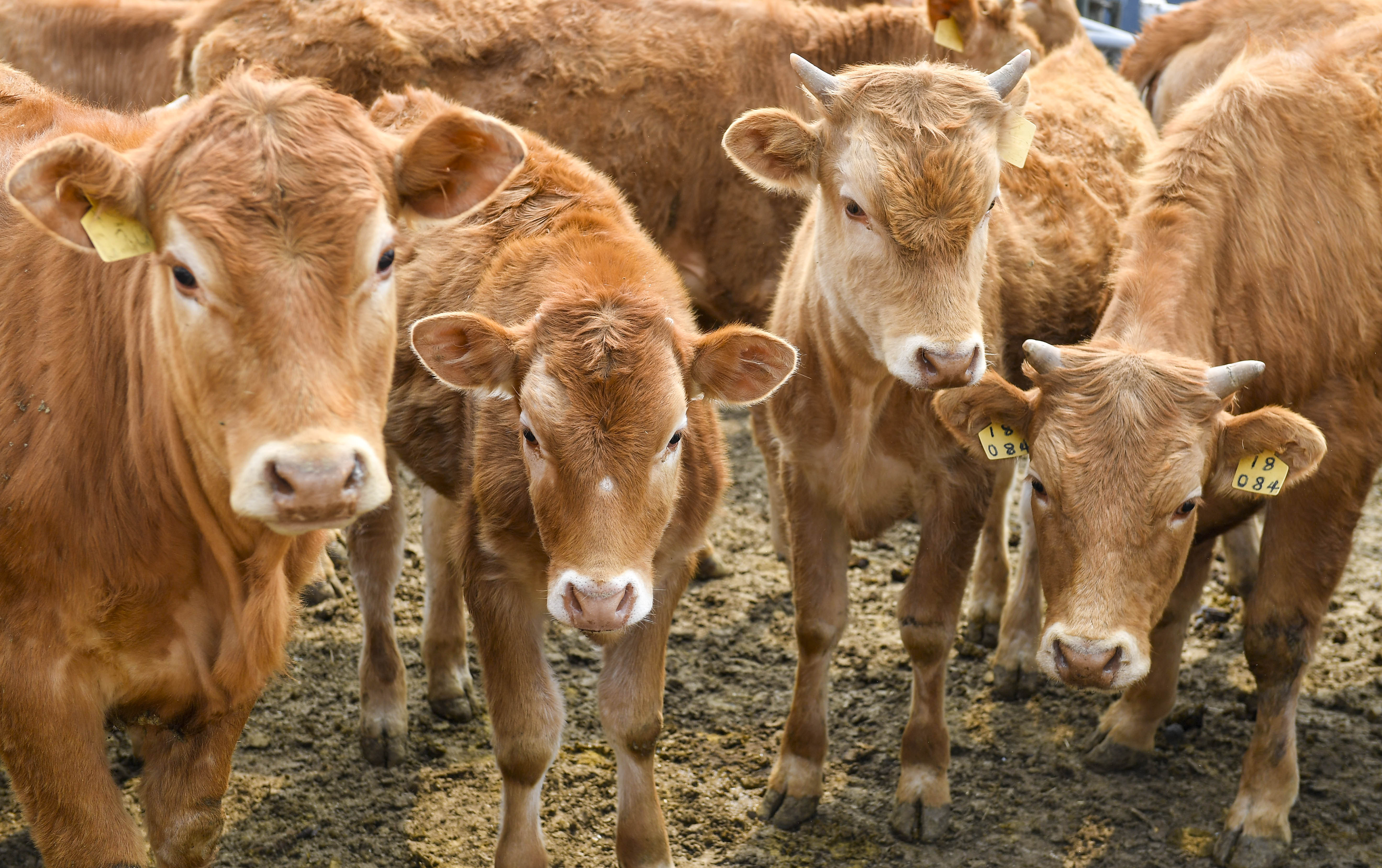 肉牛全日粮配合应满足的条件