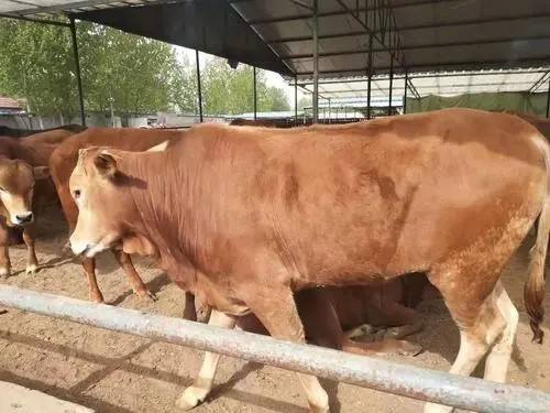 肉牛日粮的分析工具