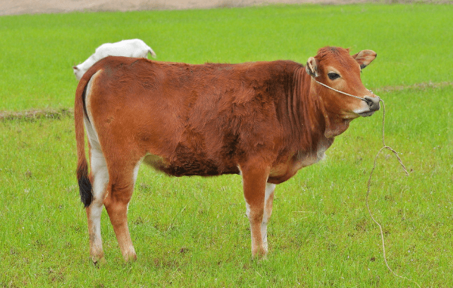 为什么需要科学配制肉牛饲料