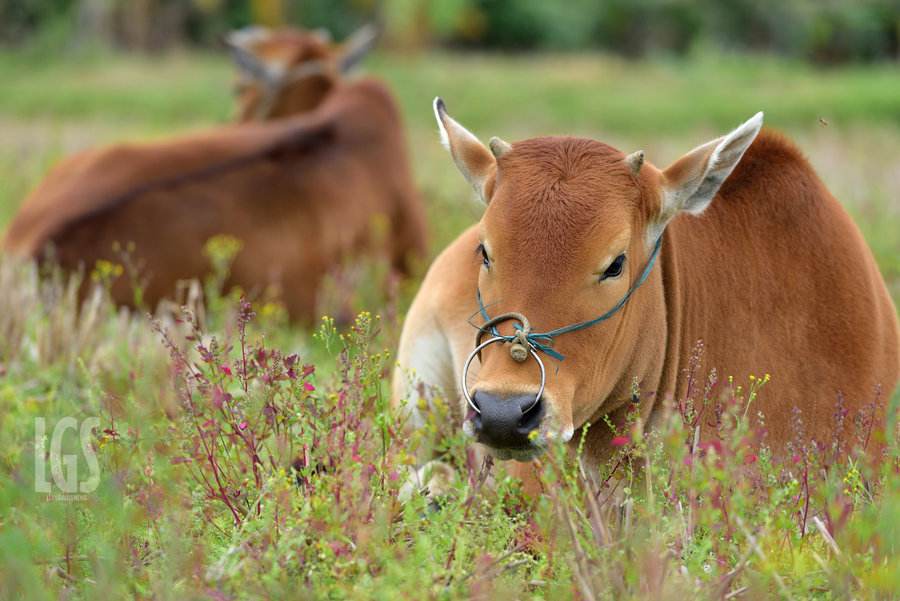 肉牛饲料配制有什么原则呢？