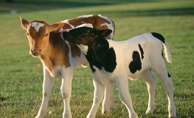 犊牛阶段的饲料配制有什么特点？