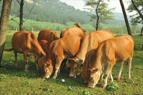 母牛的饲料配制要注意这些